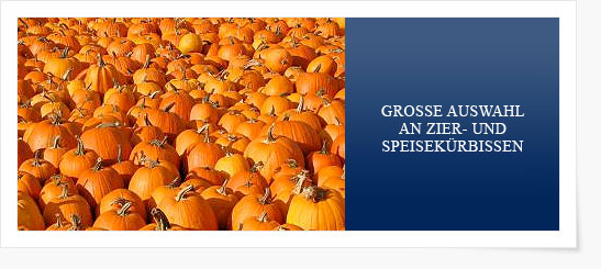 Krbiszeit ...
